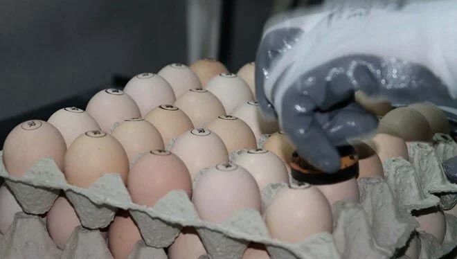 Yumurta fiyatları uçuşa geçti! İşte artışın nedeni