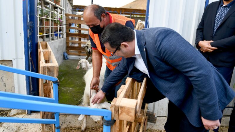 Başkan Kanar’dan, küçükbaş yetiştiricisine tam destek Mustafakemalpaşa Belediyesi’nin, hayvan yetiştiricilerine destek sağlamak maksadıyla kendi atölyelerinde üretip