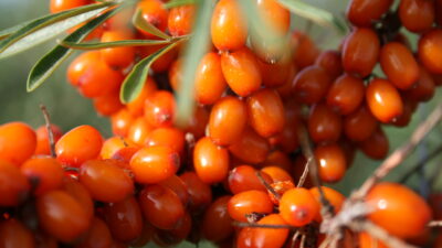 Cengiz Han tarafından askerlere her gün yedirtilirdi! Şifa deposu…