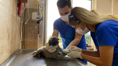 Bursa’da arabanın çarptığı köpek tedavi altına alındı