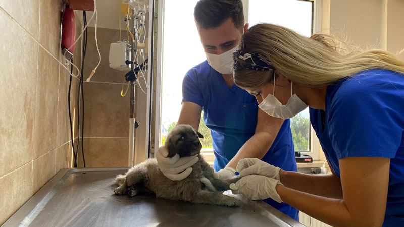 Bursa’da arabanın çarptığı köpek tedavi altına alındı