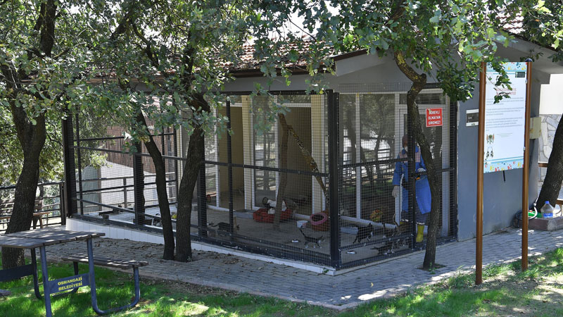 Yavru kediler sahiplenilmeyi bekliyor Yavru kediler sahiplenilmeyi bekliyor