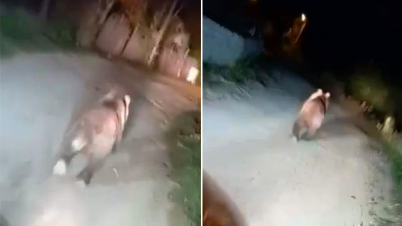 Bursa’da ayı paniği! Böyle kovaladılar Bursa’da ayı paniği! Böyle kovaladılar