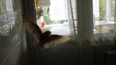Bursa’da eve baykuş girdi! Korku dolu anlar…