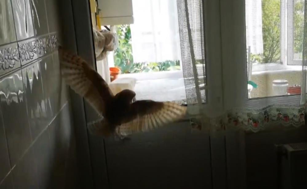 Bursa’da eve baykuş girdi! Korku dolu anlar… Bursa’da eve baykuş girdi! Korku dolu anlar…