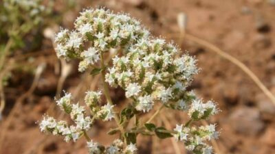 Faydası saymakla bitmiyor! Ekonomiye 1 milyar lira katkı sağladı