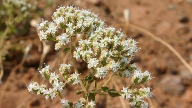 Faydası saymakla bitmiyor! Ekonomiye 1 milyar lira katkı sağladı