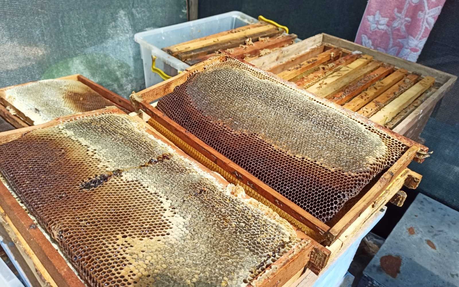 Bursa’daki bu orman arıcıların akınına uğruyor