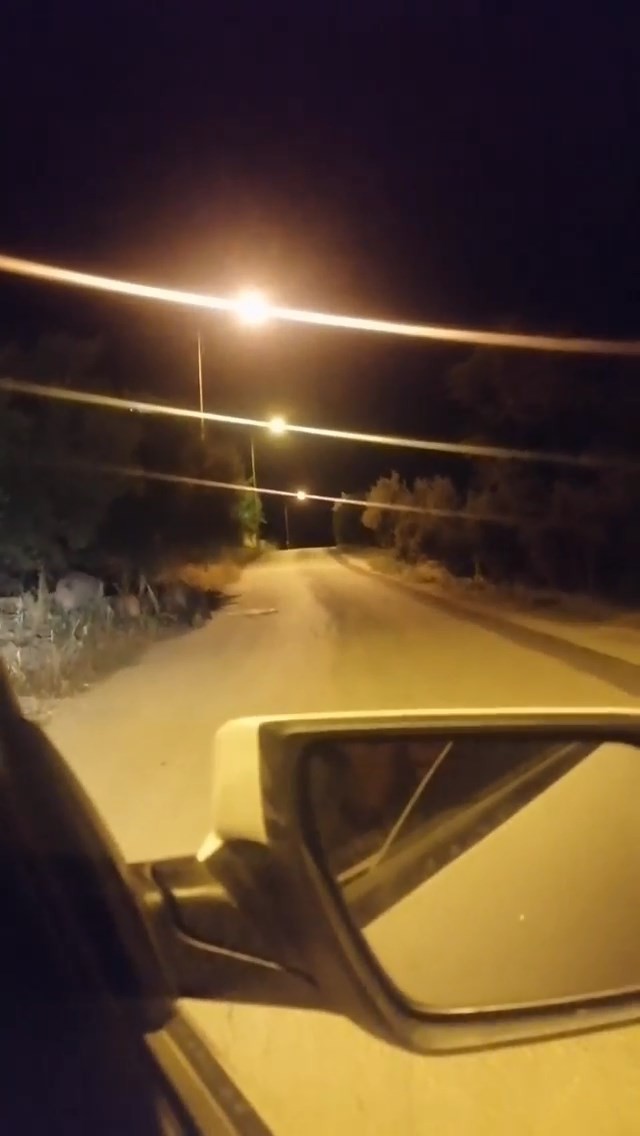 Bursa’da aç kalan domuz sürüsü şehre indi Bursa’da aç kalan domuz sürüsü şehre indi