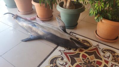 Bursa’da korkutan görüntü!