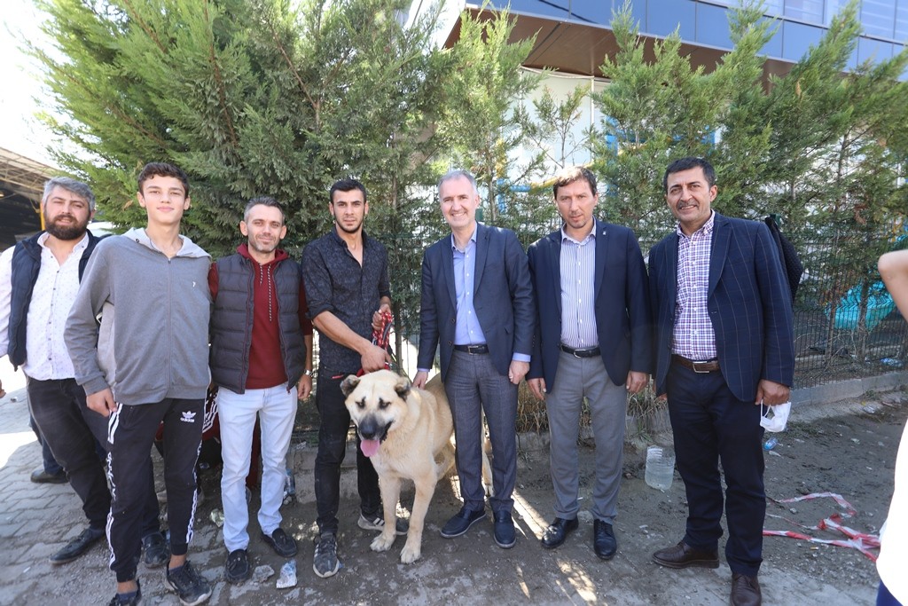 Çoban köpekleri İnegöl’de yarıştı Çoban köpekleri İnegöl’de yarıştı