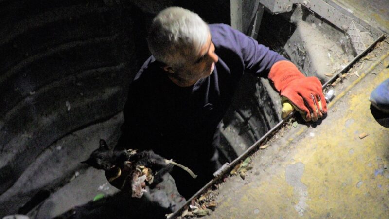 Bursa’da çöpe atılan kediyi belediye kurtardı Bursa’nın Gemlik ilçesinde, yer altı çöp konteynırına atıldığı ileri sürülen