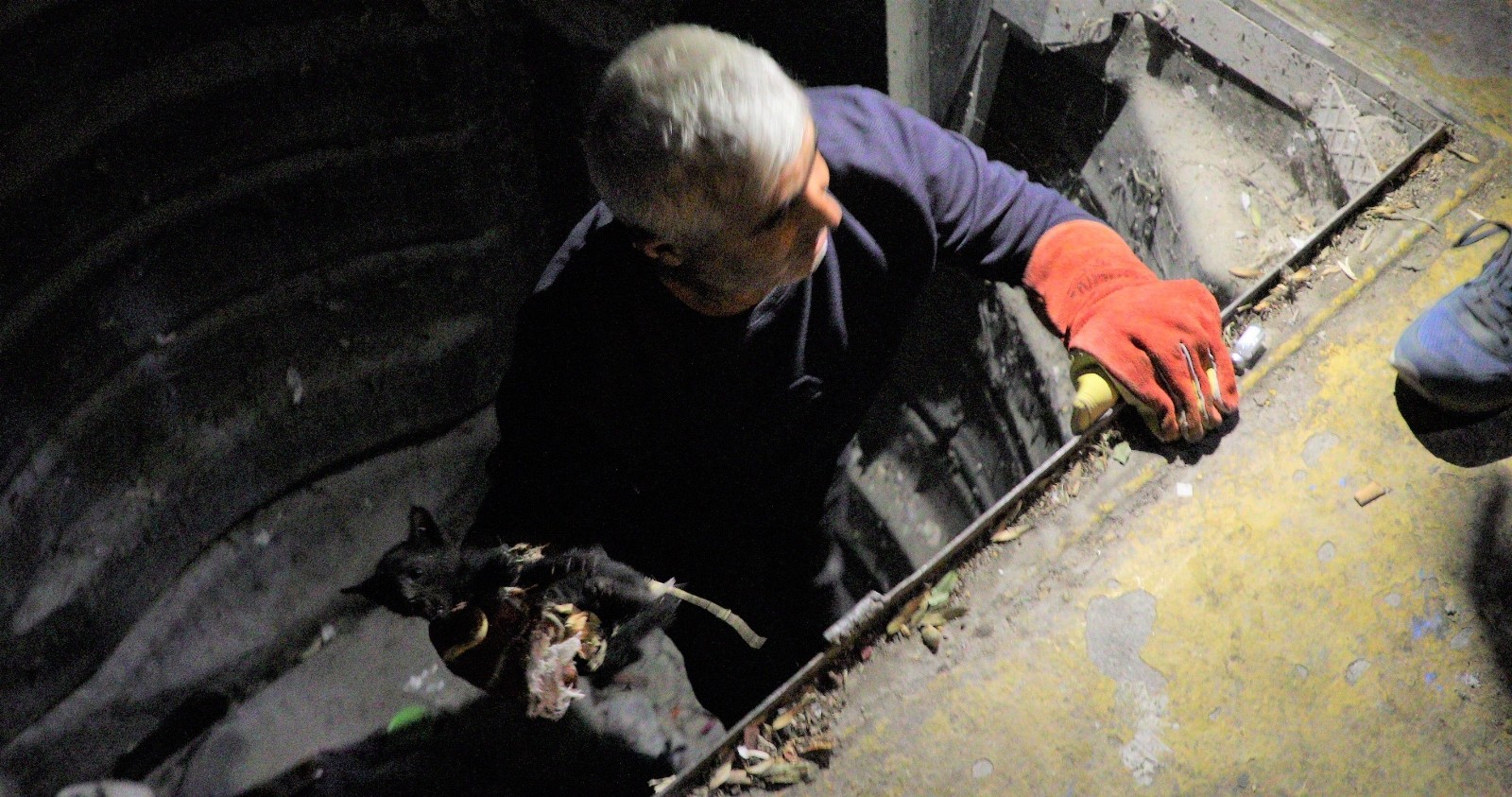 Bursa’da çöpe atılan kediyi belediye kurtardı Bursa’da çöpe atılan kediyi belediye kurtardı