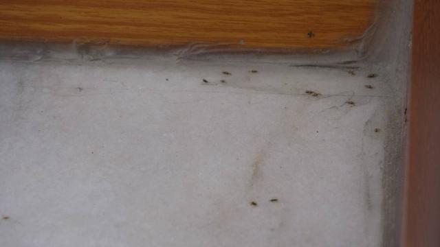 O ilçede ‘böcek’ istilası! Tüm mahalleyi sardılar O ilçede ‘böcek’ istilası! Tüm mahalleyi sardılar