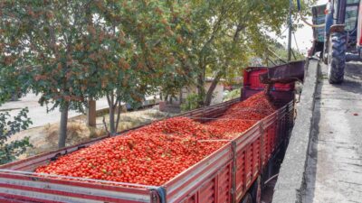 Bursa domatesi yok satıyor!