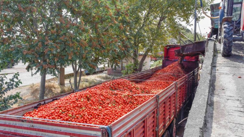 Bursa domatesi yok satıyor! Salçalık domates üretiminin yüzde 40'ını karşılayan Türkiye'nin en verimli ovalarından