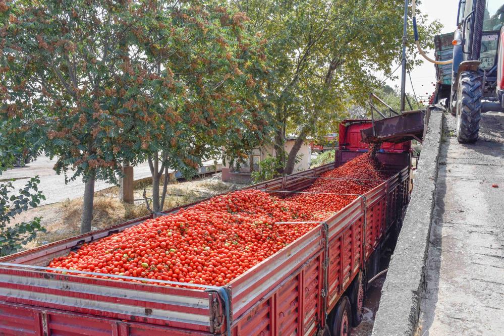 Bursa domatesi yok satıyor! Bursa domatesi yok satıyor!