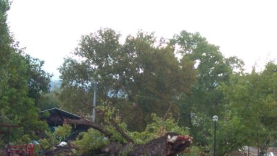 Bursa’da dört asırlık çınar fırtınaya yenildi