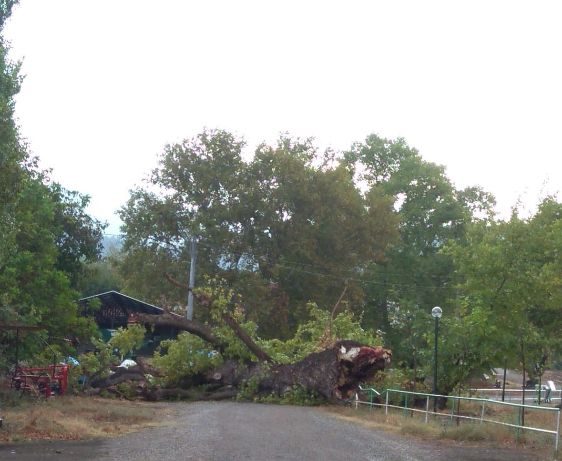 Bursa’da dört asırlık çınar fırtınaya yenildi Bursa’da dört asırlık çınar fırtınaya yenildi