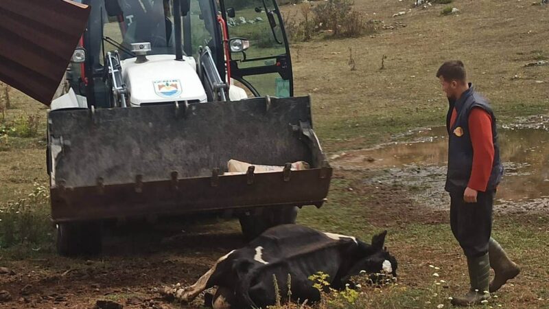 Bursa’da bu mahalleyi korku sardı! Ölümler devam ederken… İznik’e bağlı Elmalı Mahallesinde bir hafta içerisinde 20 büyükbaş hayvan