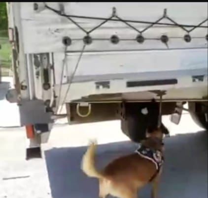 Bursa’da narkotik köpeği buldu! TIR dorsesinde yakalandı