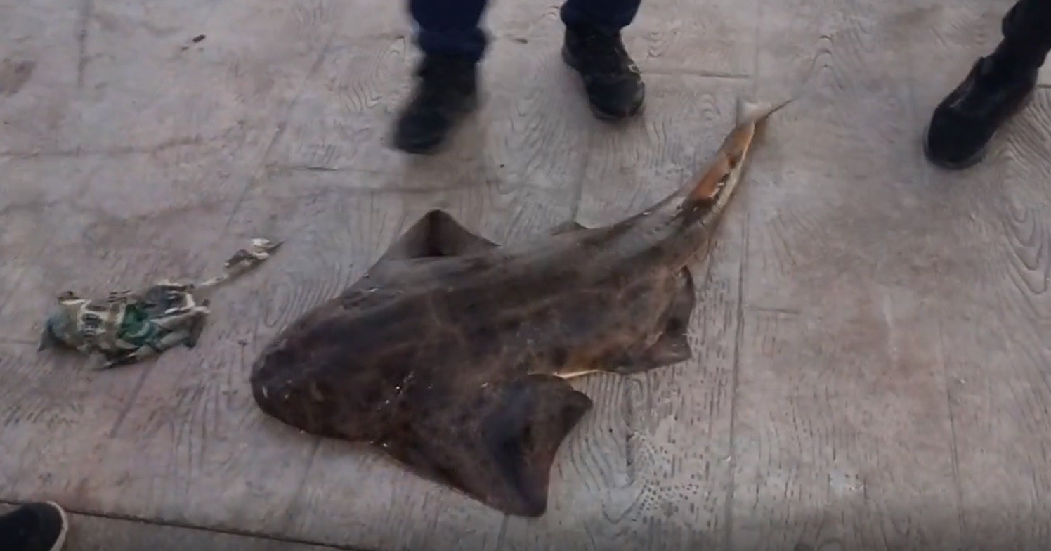 Bursa’da oltaya takıldı! Nesli tükenme tehlikesi altında Bursa’da oltaya takıldı! Nesli tükenme tehlikesi altında