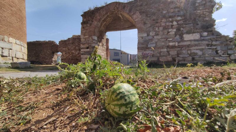 Bursa’da 2 bin yıllık surların içinden çıktı, kimse koparmaya kıyamadı Bursa’nın İznik ilçesinde, 2 bin 500 yıllık surların içinde kendiliğinden