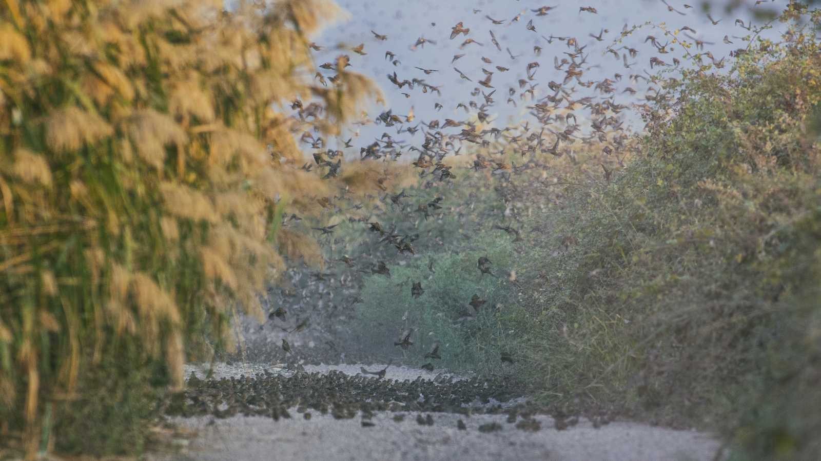 Bursa’da serçelerin muhteşem göçü böyle görüntülendi