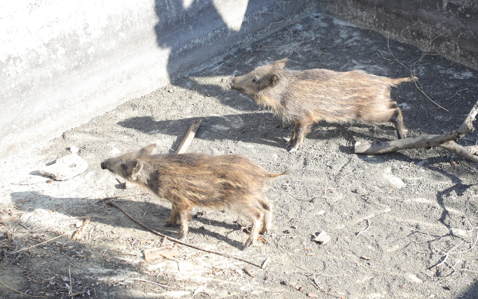 Bursa’da sulama havuzuna düşen domuzları belediye ekipleri böyle kurtardı Bursa’da sulama havuzuna düşen domuzları belediye ekipleri böyle kurtardı