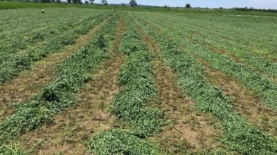 Karayolları Bursa’da iki tarlayı satışa çıkardı…