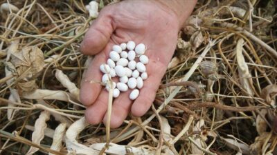 Çetmi fasulyesi üreticisinin yüzünü güldürdü