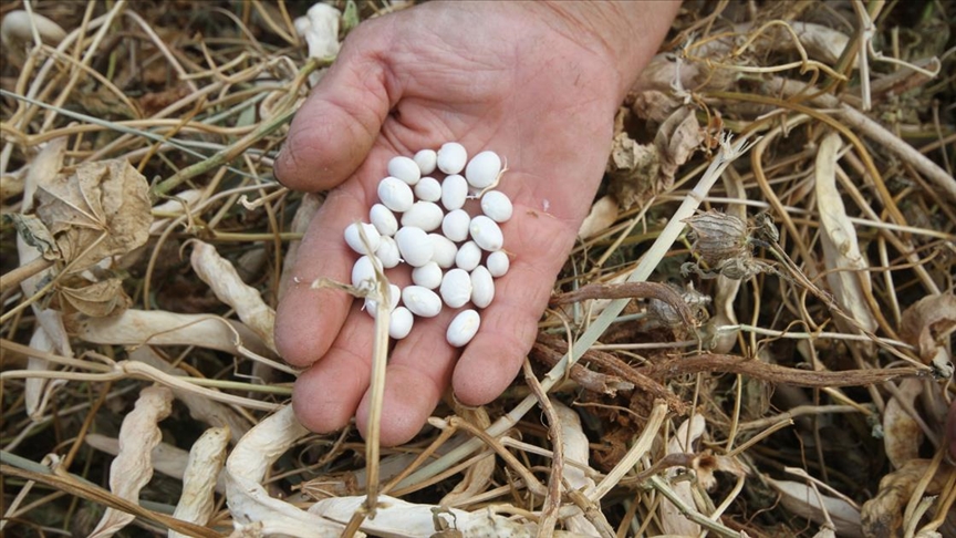 Çetmi fasulyesi üreticisinin yüzünü güldürdü