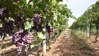 ‘Red Globe’ cinsi üzümler ihracata hazırlanıyor