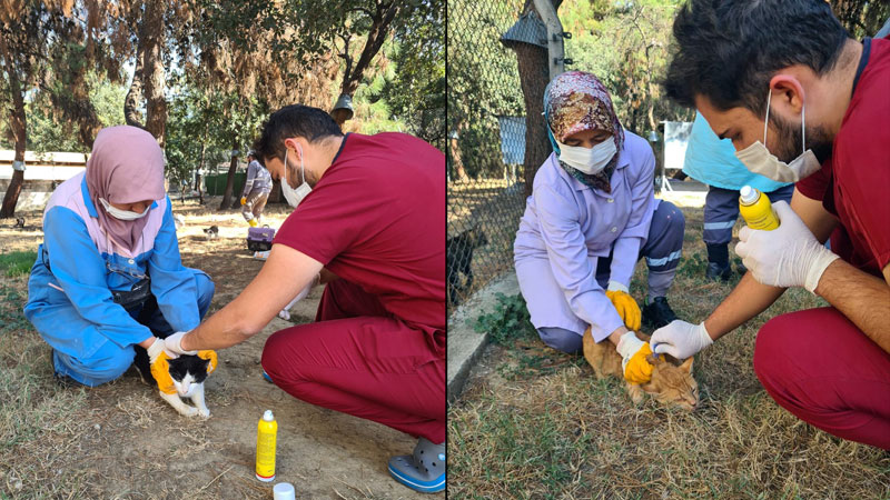 Osmangazi’de villa kedileri parazitlere karşı ilaçlandı Osmangazi’de villa kedileri parazitlere karşı ilaçlandı