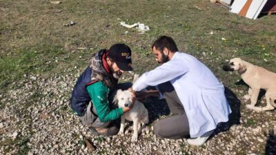 Bursa’da 360 sokak hayvanının aşıları yapıldı