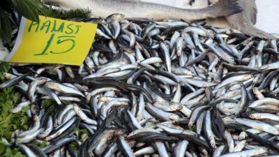 Hamsi bolluğu tezgahlarda fiyatlara yansıdı