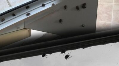 Arı gibi ses çıkarıyor, kokarca gibi kokuyor… Evleri istila etti!