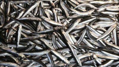 Olumsuz hava koşulları hamsi ve istavrit bolluğunu etkilemedi