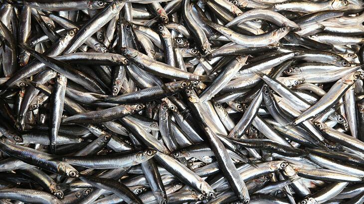 Olumsuz hava koşulları hamsi ve istavrit bolluğunu etkilemedi
