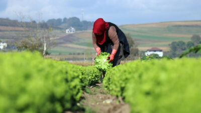 Tarlada 50 kuruş, markette 8 lira