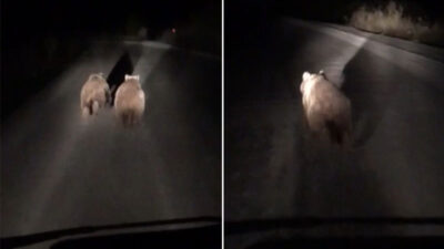 Yer: Bursa… Görür görmez telefona sarıldı