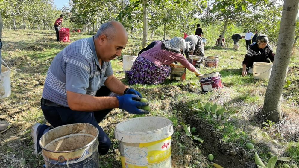 Bursa’da ceviz hasadı çiftçiyi sevindirdi