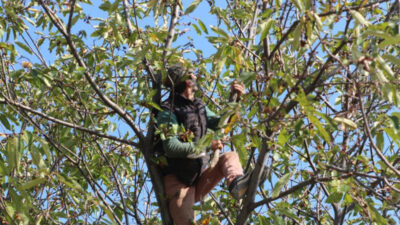 Bursalı çiftçinin yüzü gülüyor! Zoru başardılar