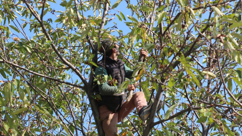 Bursalı çiftçinin yüzü gülüyor! Zoru başardılar