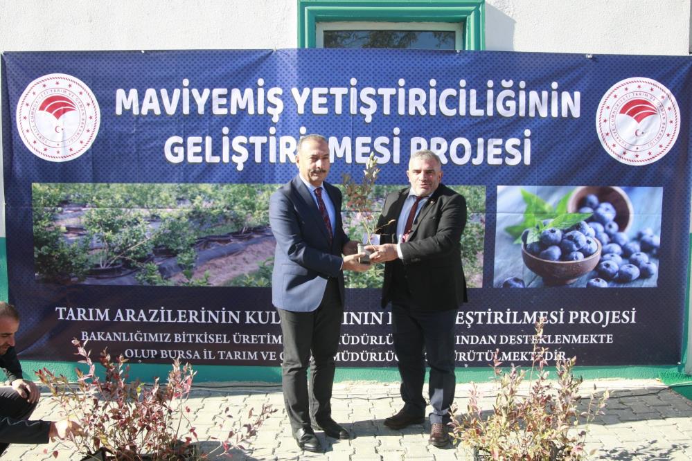 Bursa’da üreticilere ‘mavi yemiş’ fidanı dağıtıldı
