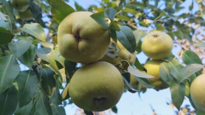 Bursa’daki bu armutların 3 tanesi 1,5 kilo! Fiyatı ise…