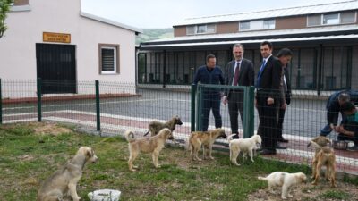 İnegöl’de bin 380 köpek kısırlaştırıldı, 3 bin 161 hayvan tedavi edildi
