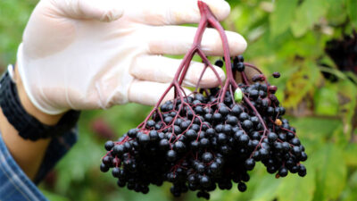 Bursa’nın atıl toprakları ‘süper meyve’ ile değerlenecek