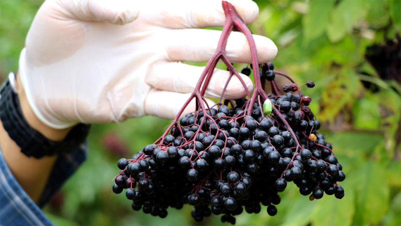 Bursa’nın atıl toprakları ‘süper meyve’ ile değerlenecek