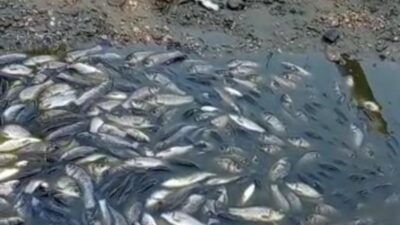 Bursa’da binlerce balık telef oldu! Bakın sebebi ne?